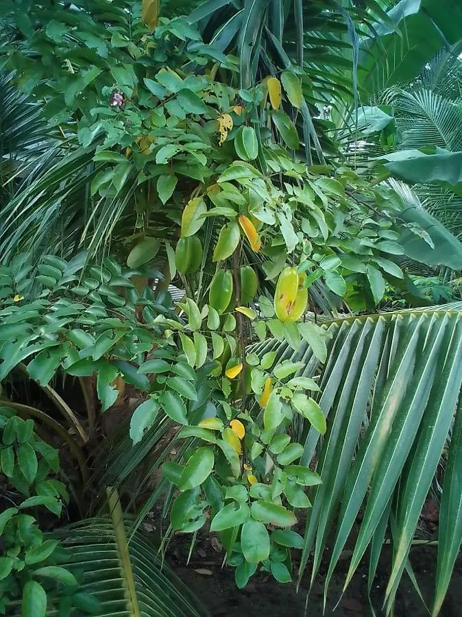 Negombovilla Sri Lanka